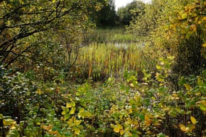 Trees and shrubbery