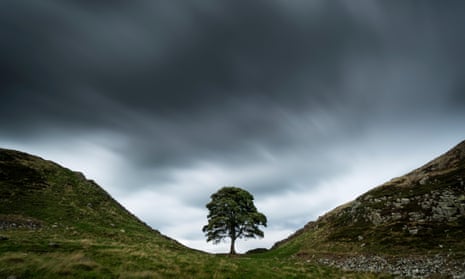 How old was the Sycamore Gap tree? The age of the landmark explained and if  a felled tree can be saved