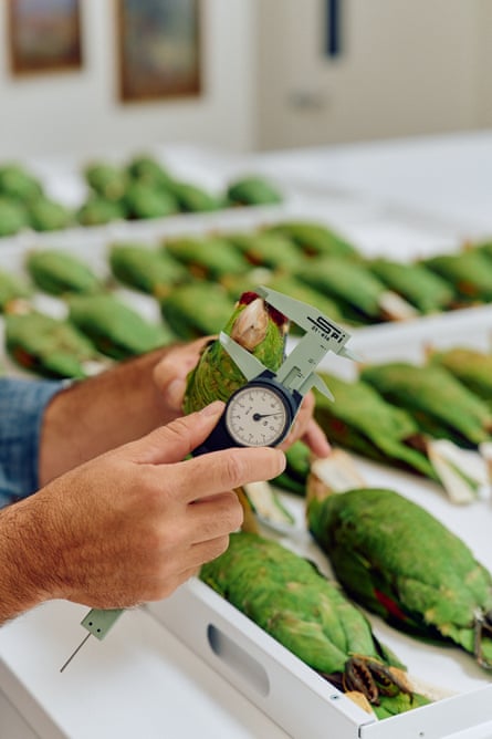 hands holding green bird with rows of green birds in the background