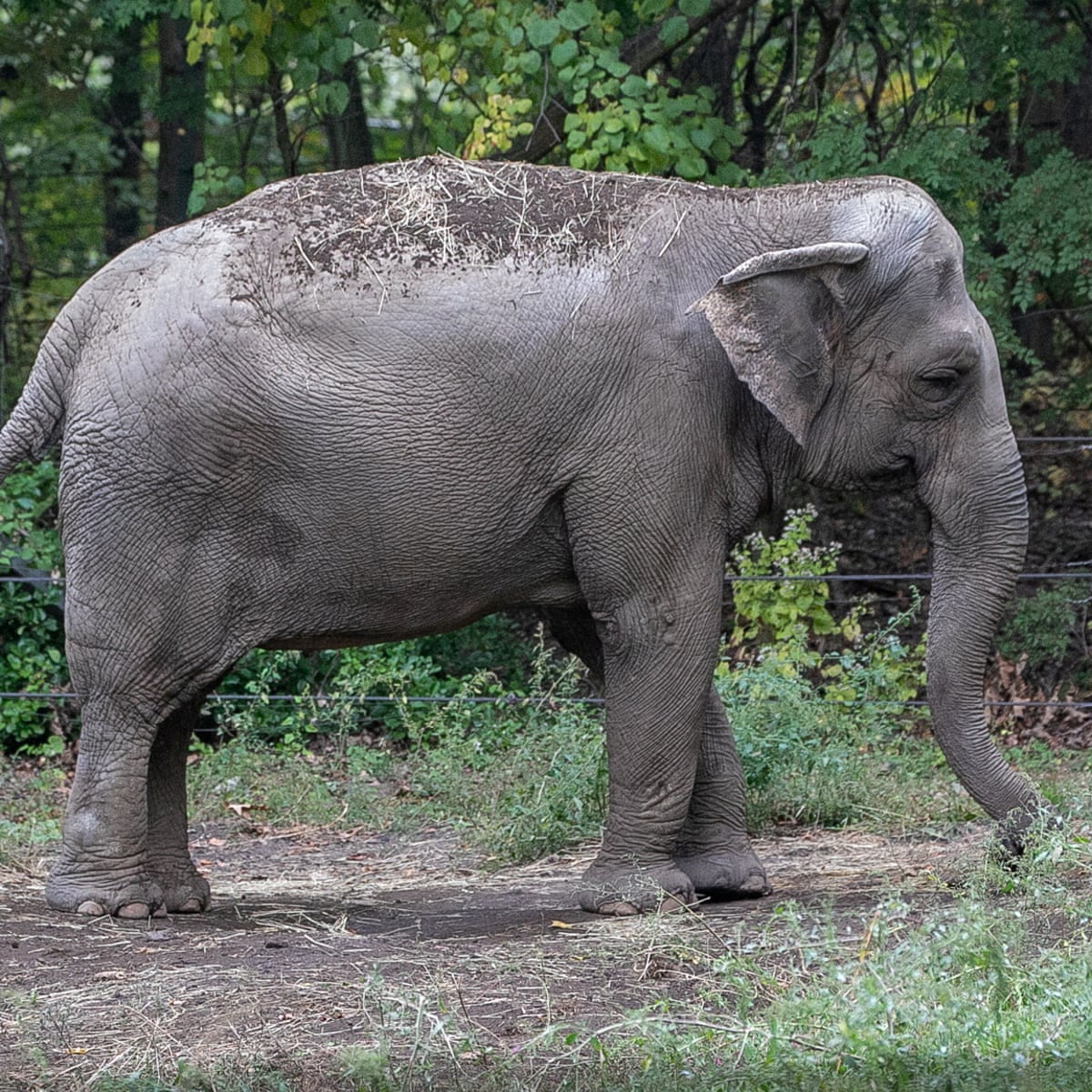 Happy the elephant is not a person, says court in key US animal rights case  | New York | The Guardian