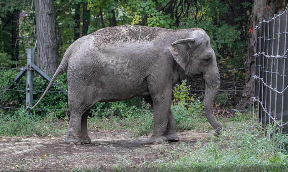 elephant stands in enclosure