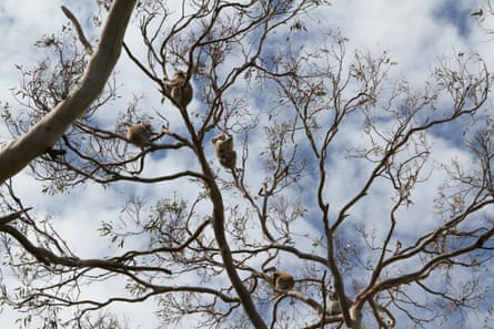 Several koalas in one tree