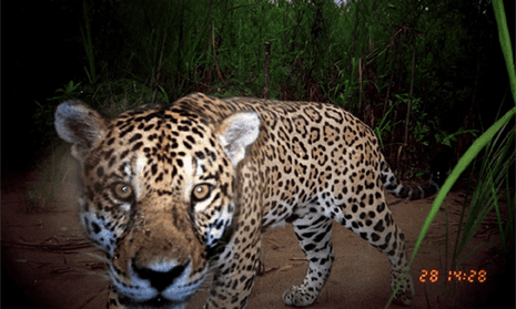 A jaguar caught by camera trap in Madidi national park in Bolivia