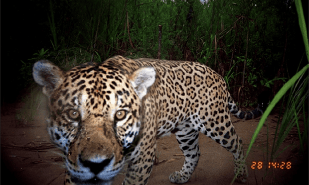 Finding fangs: new film exposes illicit trade killing off Bolivia’s iconic jaguar Finding fangs: new film exposes illicit trade killing off Bolivia’s iconic jaguar
