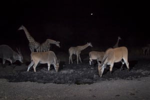 Namibia wildlife series