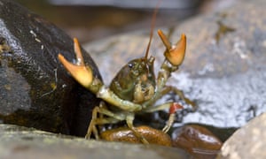 White clawed crayfish (Austropotamobius pallipes) in Northumberland, UK.