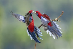 Two crimson rosellas appear to be fighting. One of the bright red, blue and black birds is perch on a small branch while the other is flying. Both parrots have their wing and tail feathers flared and beaks open towards each other
