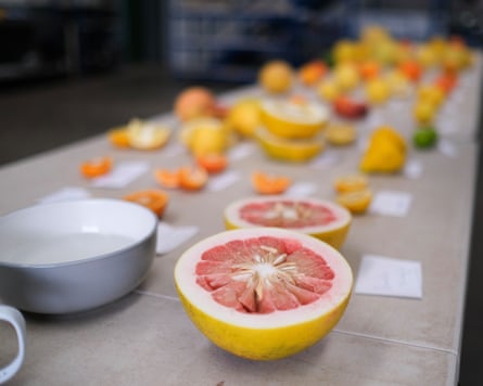 A table covered in citrus, with a grapefruit-like fruit cut in half in the foreground
