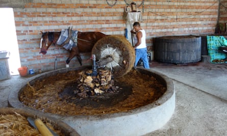 Crushing baked agave with a horse and a multi-ton stone wheel to make mezcal