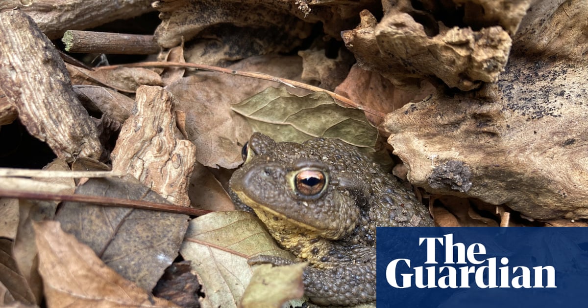 Country diary: My garden log pile is teeming with life | Kate Bradbury