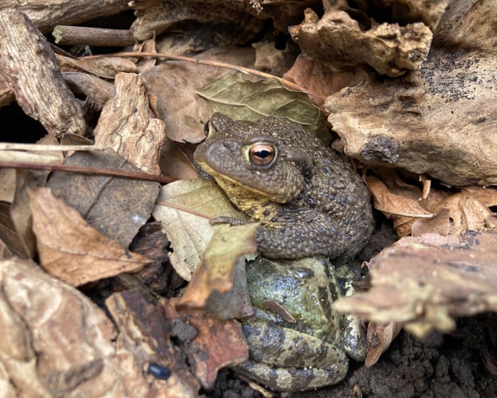 Country diary: My garden log pile is teeming with life | Kate Bradbury