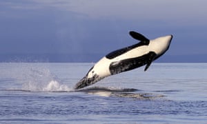 An endangered female orca leaps from the water while breaching in Puget Sound west of Seattle.