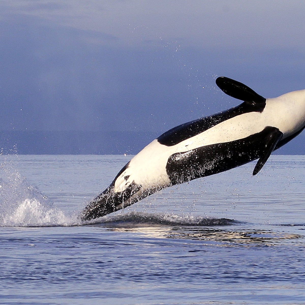 Ships' noise is serious problem for killer whales and dolphins, report  finds | Whales | The Guardian