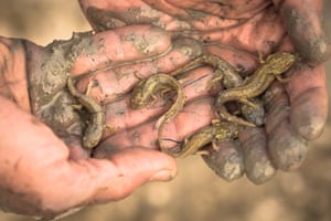 Reintroduction of the Iberian ribbed newt using tadpoles recovered from a drying pond.