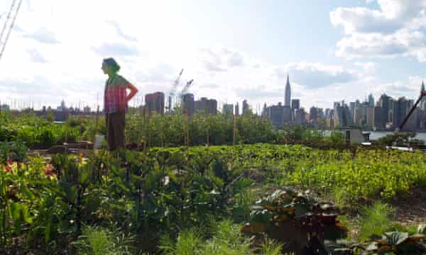 A farmer surveys her produce in New York, where there are an estimated 700 urban farming areas.