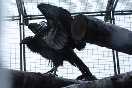 condor stretches wings in enclosure