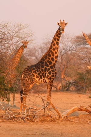 South african countries South african countries