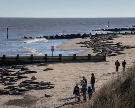 People on a beach close to large groups of seals