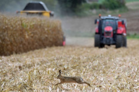 A hare runs past a combine grain corn harvester in Piace, France
