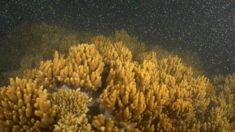 Corals spawn in Australia’s first offshore nursery on the Great Barrier Reef – video