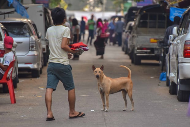Stray dogs on the streets of Yangon, Myanmar, December 2016