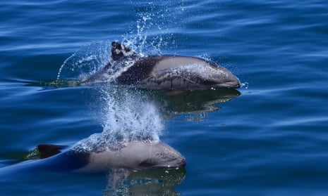 The Humane Society said swimming-with-dolphins attractions are also risky for people. 