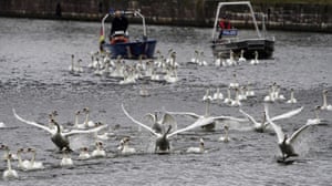 Hamburg, GermanyThe Alster swans are accompanied by boats towards the Outer Alster. Every year, the animals are brought back from their winter quarters at the Eppendorf mill pond