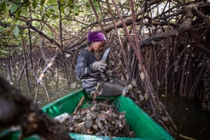 A woman in a headscarf and gloves uses a thick-bladed knife to hack oysters amid a tangle of mangrove roots