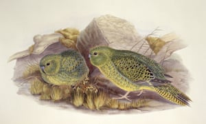 A drawing of night parrots.