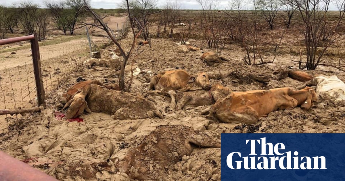 Up to 500,000 drought-stressed cattle killed in Queensland floods - The Guardian