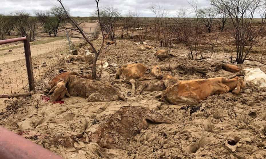 Dead cattle at Eddington station 20km west of Julia Creek, Queensland