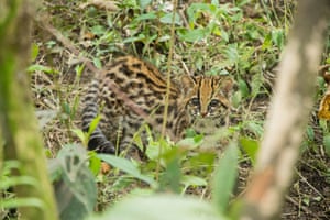 Oncilla caminha pela floresta nas instalações da Corporação Regional Autônoma das Bacias dos Rios Negro e Nare após ser resgatada de contrabandistas, em El Santuario, Colômbia