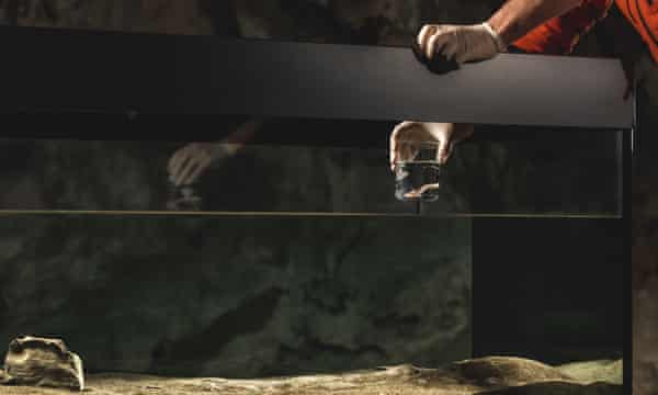 A baby dragon goes on show to the public at Slovenia’s Postojna Cave.