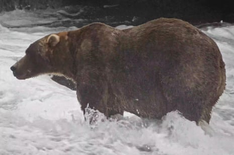 a fat bear in a river