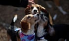 US breeder Envigo pleads guilty for mistreating beagles and is fined $35.5m
