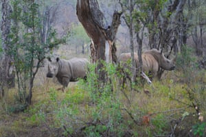 Rinocerontes na Save Valley Conservancy, Zimbábue.