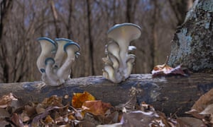 Spore's the pity: how Fantastic Fungi flags up man's abuse of nature | Film 1 Fantastic Fungi