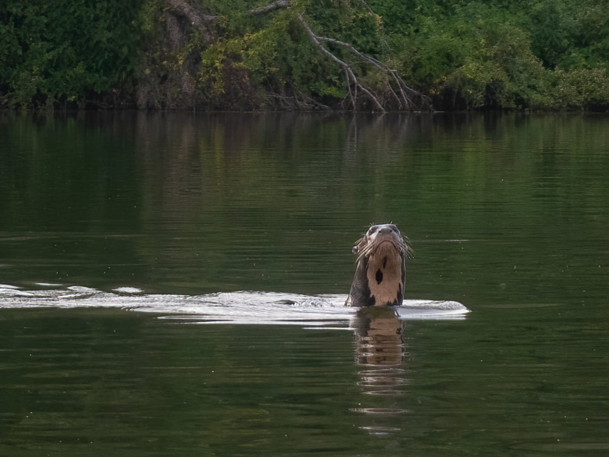 A huge surprise' as giant river otter feared extinct in Argentina pops up | Argentina | The Guardian
