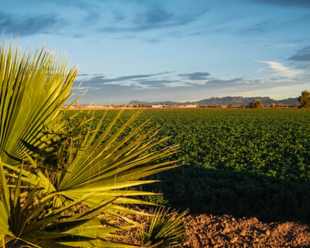 A field of alfalfa, Blythe, California, 2019