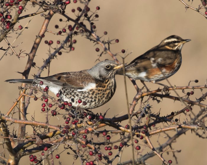 Birdwatch: Cold snap brings fieldfares and redwings to the fore