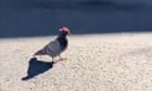 Pigeons wearing tiny cowboy hats spotted in Las Vegas