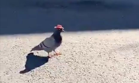 A pigeon in Las Vegas which appears to be wearing a tiny cowboy hat