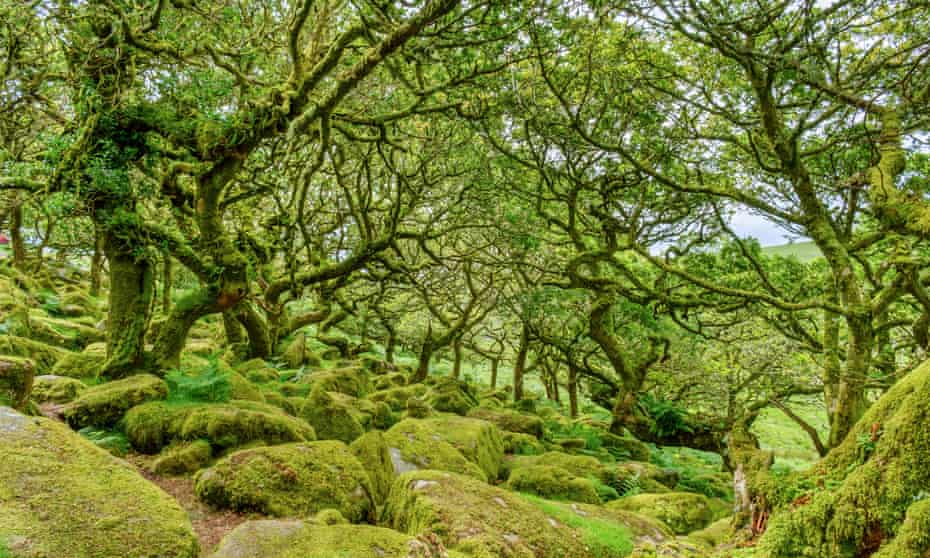 Gnarled oak trees in Wistman’s Wood, an eight-acre fragment of temperate rainforest in Devon.