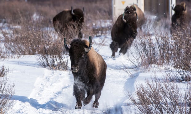 Wild bison take their first steps in their new home in Banff national park in Alberta, Canada.