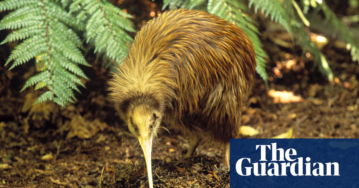 Kiwi watchers capture bird song in previously silent sites – video