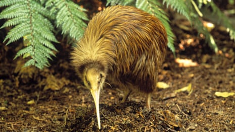 What Noise Does a Kiwi Bird Make: Surprising Sounds Revealed