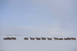 Sheep stand in line in a snow-covered field in Cabrach in Scotland