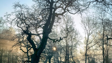 Bare oak trees on a winter’s morning in Blenheim Park, Oxfordshire.