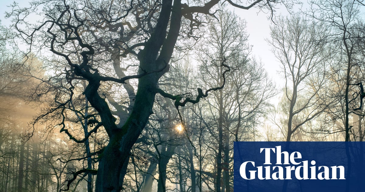 Why are some of Britain's ancient woodlands failing to regenerate?