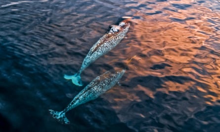 Two large narwhals seen swimming in open sea as the sun lights up the surface